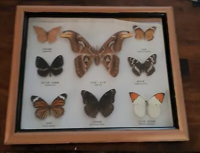 Vintage Real Butterfly Specimen Wall Hanging Display Ready To Hand 12  X 15  • $28.50