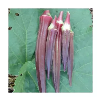 Vegetable - Okra Burgundy Organic - 45 Premium Quality Seeds - First Class • £3.49