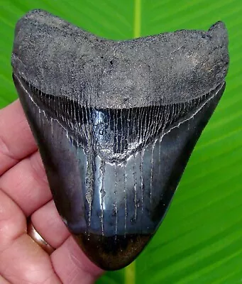 MEGALODON SHARK TOOTH - 4.18 In.  SC RIVER FIND - NOT OCEAN - MEGLADONE FOSSIL • $72