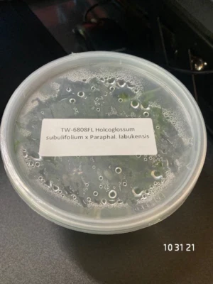 £76.91 • Buy FLASK Holcoglossum Subulifolium X Paraphal. Labukensis