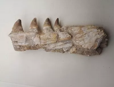 Authentic Mosasaurus Fossilized Teeth In Jaw Bone Morocco Cretaceous Dinosaurs  • $249