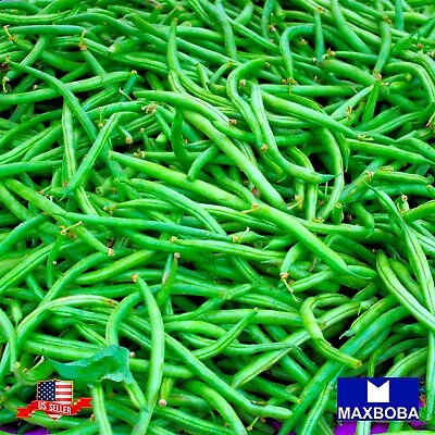 Bean Seeds - Bush - Jade Non-GMO / Heirloom / Vegetable Garden Fresh • $3.55