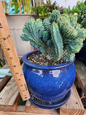 Crested Myrtillo Cactus Actual Live Plants Well Rooted-And ReceiveFreePlants • $59