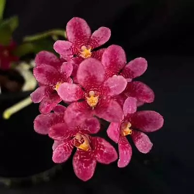 Flowered Select Sarcochilus SP23/169 • $55