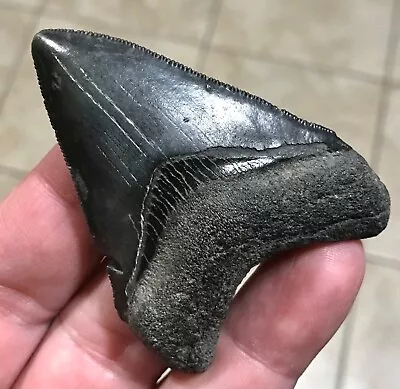 DEEEEEEP OCEAN BLUE - 2.78” X 2.02” Megalodon Shark Tooth Fossil • $59