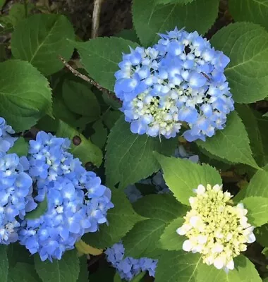 Flowering Bigleaf Hydrangea 20 - 24  Inches  Tall Qty-1  $26.00  Each  • $24