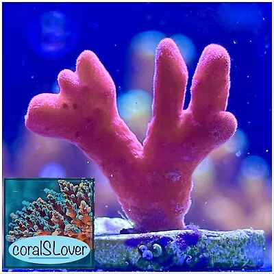 Live Coral Neon Orange Montipora Setosa  CoralSLover  • $49.95