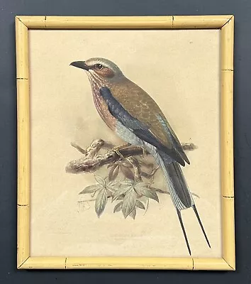 1639-Vintage J.G. Keulemans Lithograph Longtailed Roller Simulated Bamboo Frame • $29.50