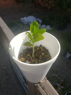 Purple Texas Mountain Laurel Sophora Secundiflorum Drought Tolerant Seedling • $23.50