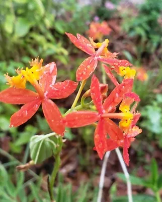 Epidendrum Radicans- 3 Orchid Cuttings 6 Inches Each. Reed Stem Orange Star • $5.50