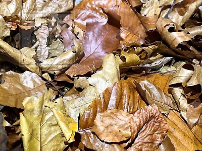 Dried Leaves Leaf Litter Reptile Bioactive Microfauna Vivarium Snail Millipede • £8.99