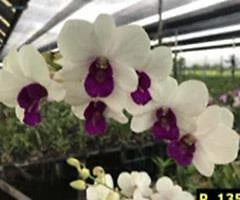$10 • Buy ORCHID  - Dendrobium  Big Charming -  PROLIFIC BLOOMING