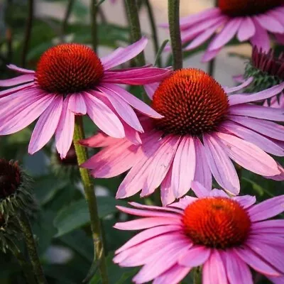 25 Echinacea Purpurea Seeds - Purple Coneflower Cone Flower - 25 Seeds • £2.99