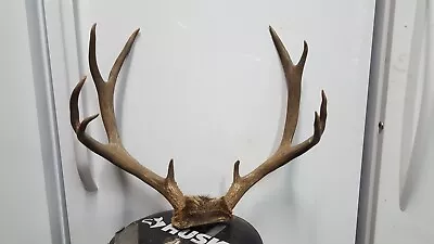 21 3/8 Wide 5x5 Colorado MULE DEER RACK Antlers Whitetail Sheds Taxidermy • $100