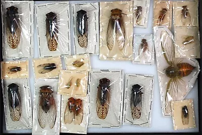 £21 • Buy Collection Of Australian Cicadas