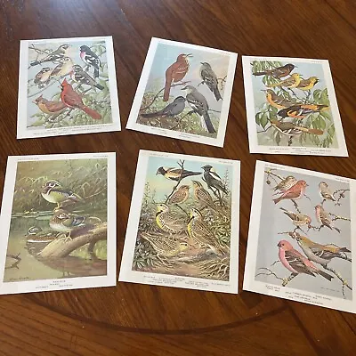 Vintage Bird Prints    Suitable For Framing & Gift Giving • $6.99