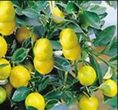 Dwarf Lemon Tree Seeds - 20 Seeds • $9.99