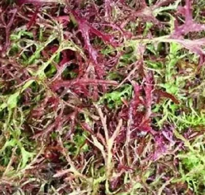 MIZUNA Red Streak Japanese Mustard Greens 400+ Garden/microgreen Seeds (2g) • $2.99