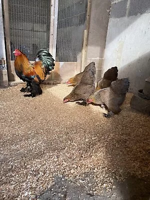 6 Bantam Gold And Blue Partridge BRAHMA   HATCHING EGGS   INCUBATION • £12