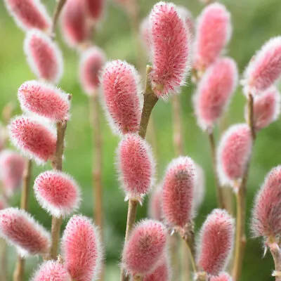 Japanese Pink Pussy Willow Salix Gracilistyla 'Mount Aso' In A 3L Pot • £20.99