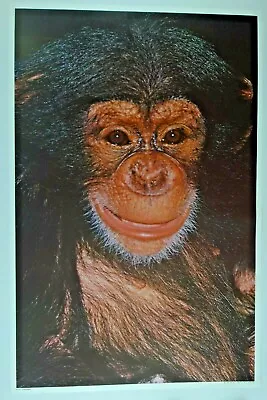 1972 Original Vintage  Chimpanzee  Ape Monkey Zoo Animal By:  Aa Sales 23'x35   • $95