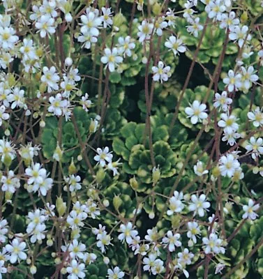 6 Lesser London Pride Saxifraga Cuneifolia 'Variegata' Hardy BARE ROOT Plants • £9.75