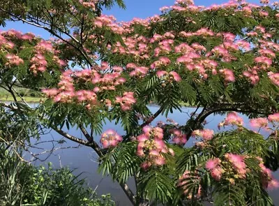 50 Mimosa / Persian Silk / Powder Puff Tree / Albizia Julibrissin Flower Seeds • $0.99