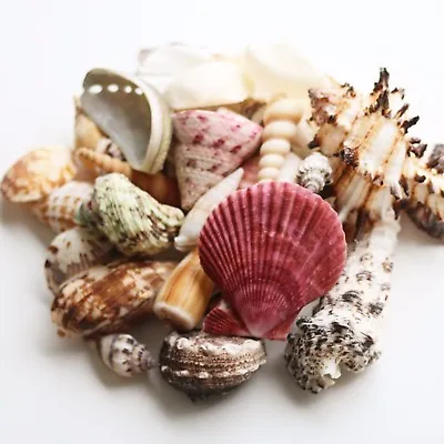 Mixed Sea Shells 400g Large Aquarium Craft Beach Indian Table Wedding Decoration • £7.99