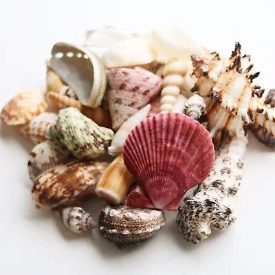 Sea Shells 100g Mixed Aquarium Craft Beach Indian Table Wedding Decoration SM-MD • £3.95