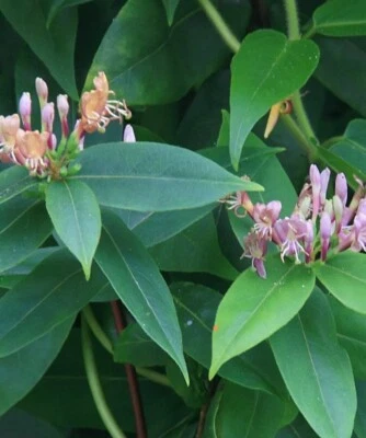 £12.98 • Buy 2 Honeysuckle Henryii Evergreen Climbers Stunning Yellow/Orange Flowers Potted