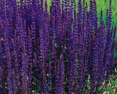 Salvia Nemorosa Violet Queen  - 1 X 6cm Plug Plant • £6.49