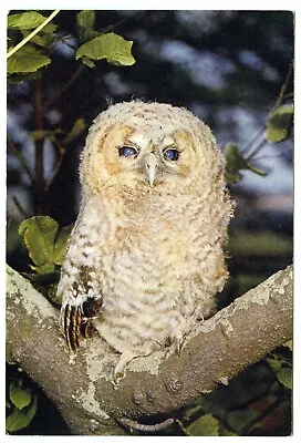 1960s J Arthur Dixon British Birds Postcard Young Tawny Owl Unposted • £2.45