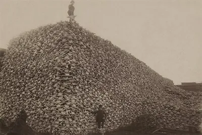 BISON SKULL PILE Vintage Photo Poster HISTORIC UNITED STATES Animal 20x30  • $9.99