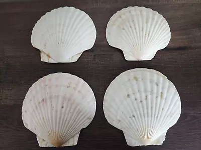 Large Scallop Sea Shells Large 6” Beach Decor Craft Baking Serving Lot Of 4 • $14.95