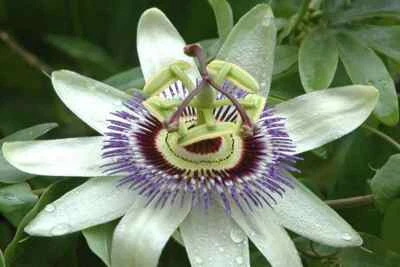 £1.19 • Buy Passion Flower - Passiflora Caerulea - 30 Seeds - Half-Hardy Climber Flower
