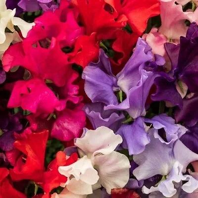 £1.49 • Buy Sweet Pea 'Spencer Choice Mix' / Large Scented / Annual Climber / 50 Seeds