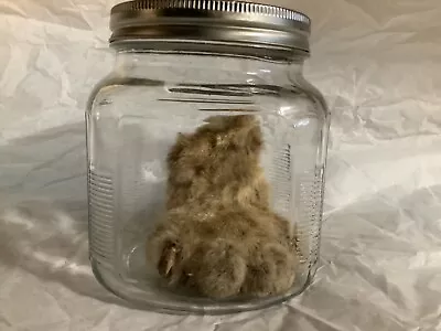 Oddity Bobcat Paw In Jar Taxidermy • $170