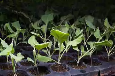 Live Plants - Kale Live Plant - 30-45 Days Old  3  To 6  Tall • $3.50