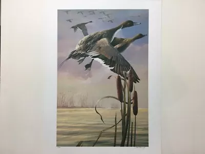 Mario Fernandez Harmony Pintail Ducks Signed & Numbered Art Print • $99.95