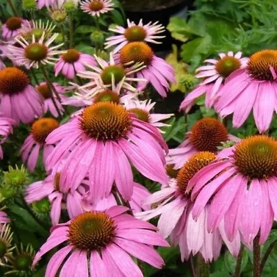 Organic Echinacea Purpurea UK / Flower / Herb / +200 Seeds / 1g • £2.99