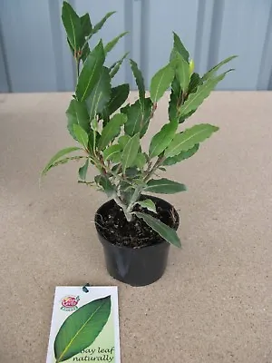 1 X Laurel Laurus Nobilis Aromatic Leaves Evergreen  Kitchen Bay  Free P+P • £11.49