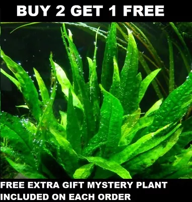 BUY 2 GET 1 FREE Java Fern Microsorum Pteropus Live Aquarium Plants BEGINNER  • $8.50