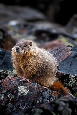 High Altitude Heralds: Marmot Of Yellowstone National Park Wall Art Metal Print • $977