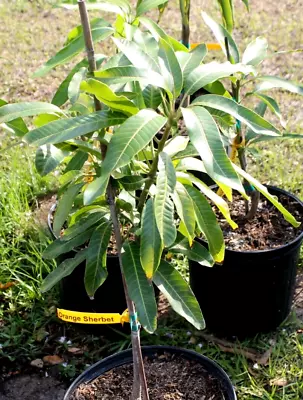 Grafted Orange Sherbet Mango Tree  Fiberless Mango In 3 Gallon Pot • $99.95