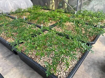 Operculicarya Pachypus Seedling • $100