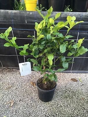 Citrus Kaffir Lime 70-80cm Tree 20cm Pot - Great For Thai Cooking • £48