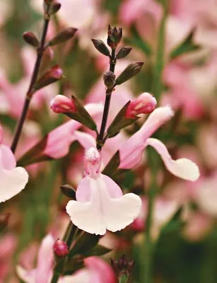 3x Salvia Lara Perennial Plant Plugs Ornamental Sage Perennial Pink Flowers • £9.95