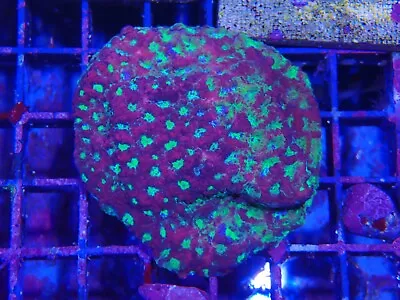 Favia Colony Marine Aquarium LPs Hard Coral Wysiwyg  • £60