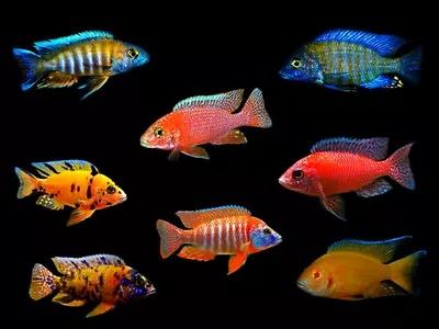 6 X Assorted Peacock Malawi Cichlids 2 Inch • £40