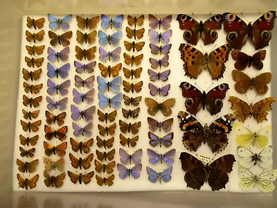 £43 • Buy StoreBox 2 (82) British Butterflies Moths Entomology Insect Lepidoptera